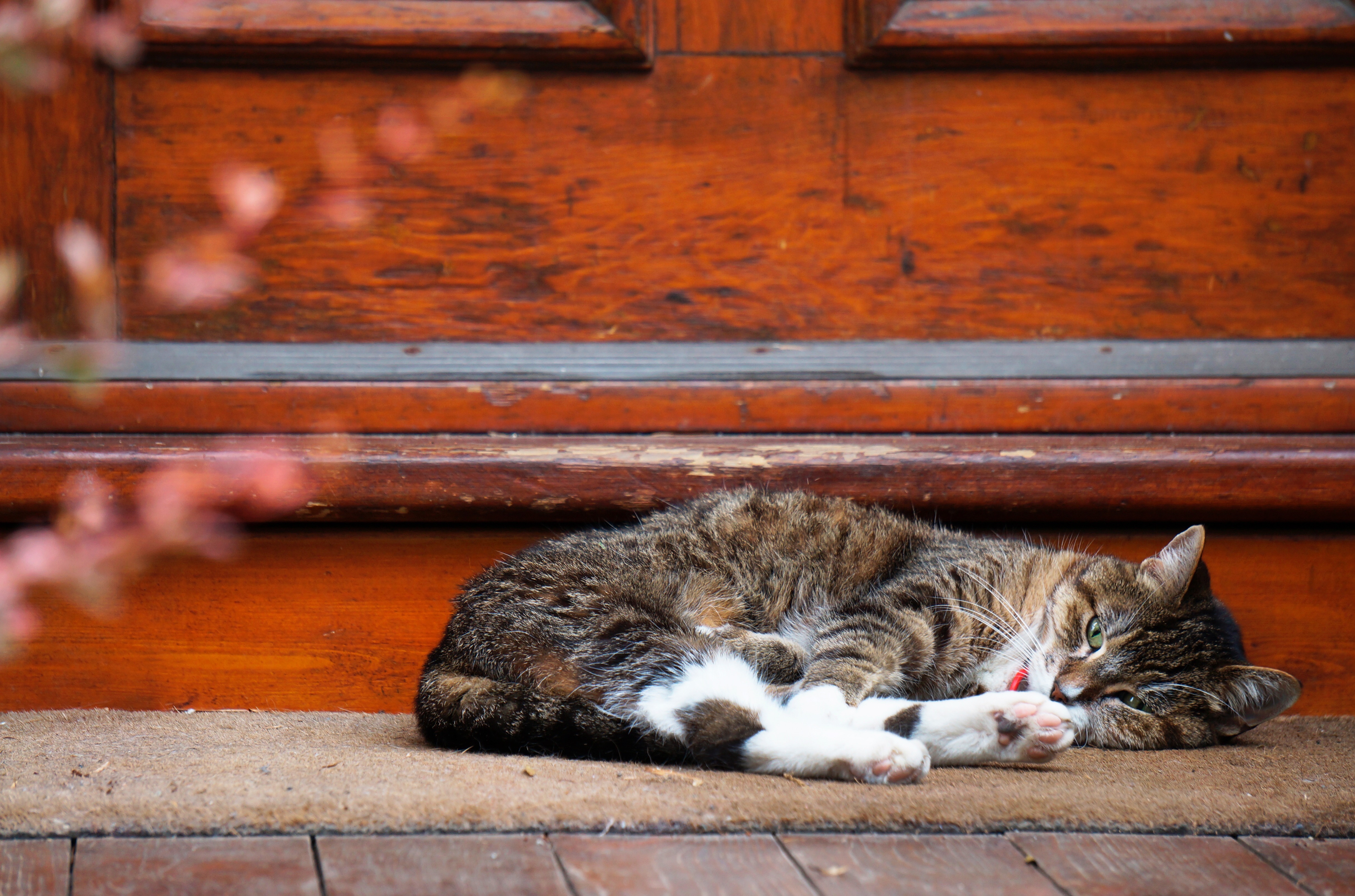 Cat Sleeping on Stoop