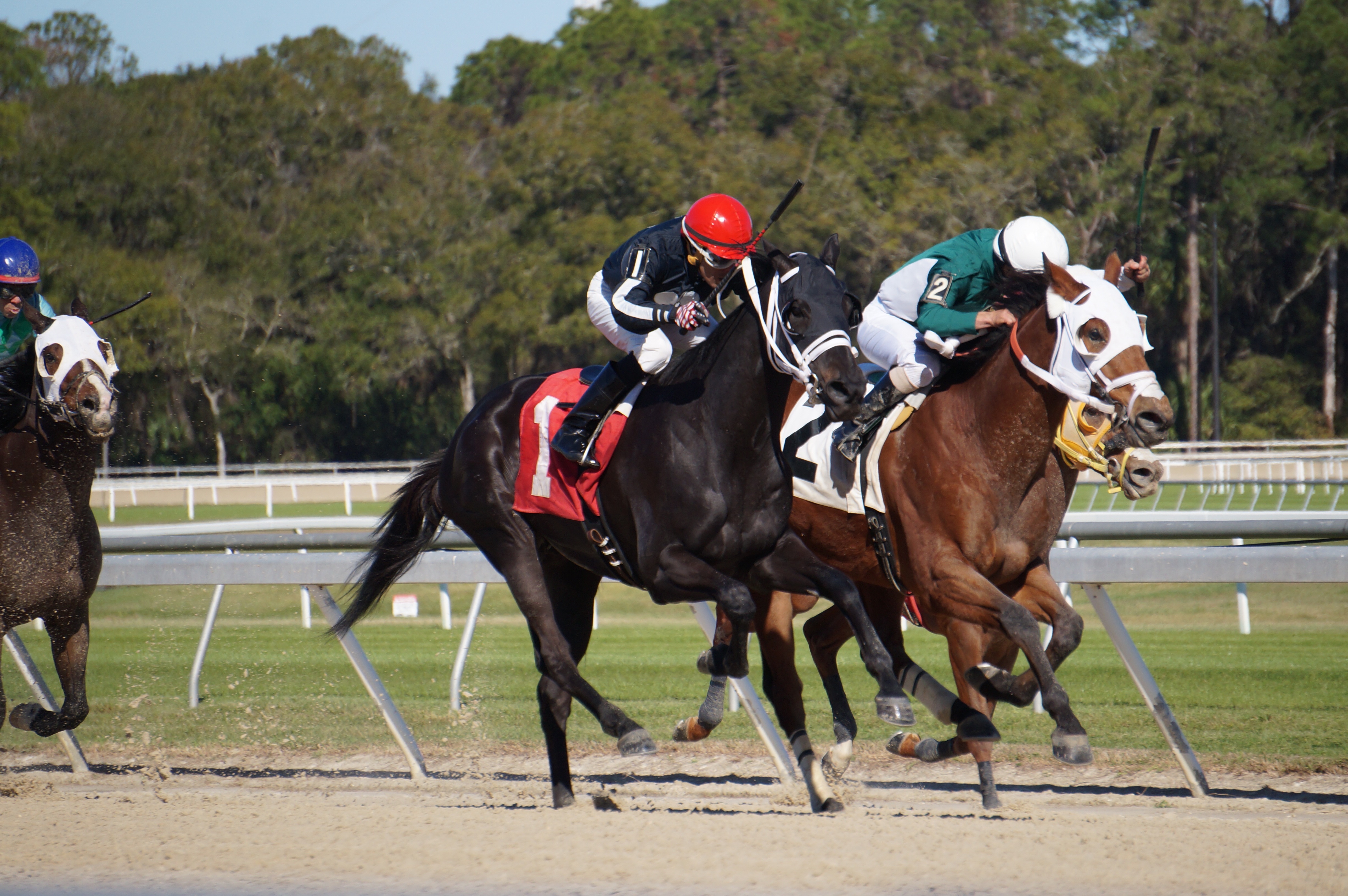 Thoroughbread Horse Race