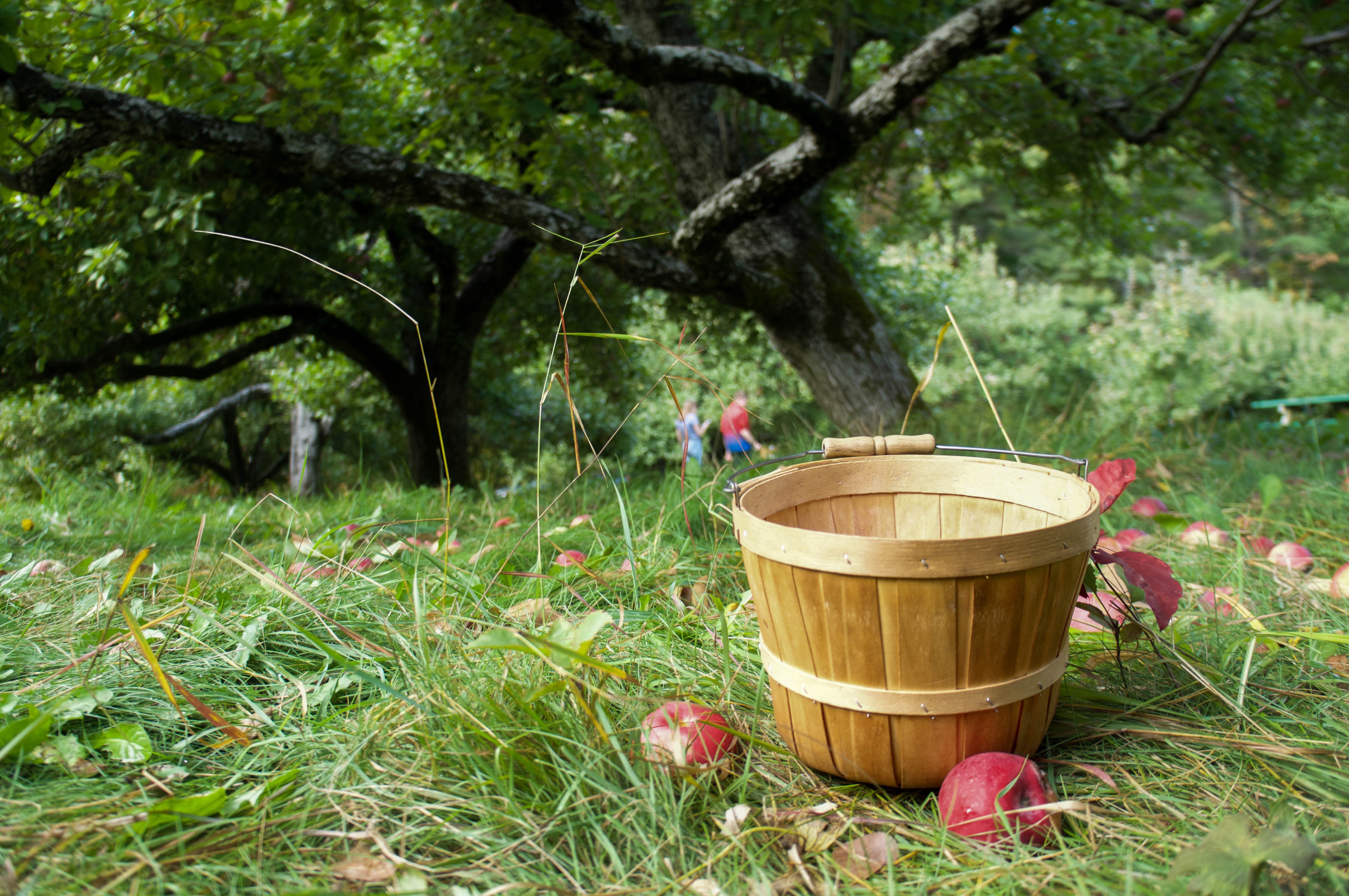 Applebasket with apples in front of a tree